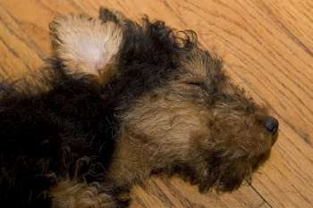 Close-up of a dead dog on a hardwood floor