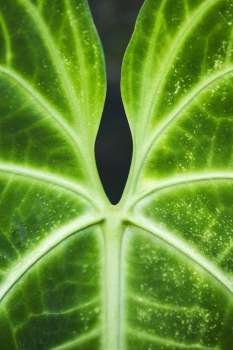 Close-up of a green leaf in a botanical garden, Hawaii Tropical Botanical Garden, Hilo, Big Island, Hawaii Islands, USA