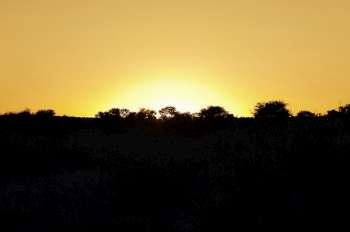 Silhouette of trees at sunset, Kalahari Desert, Botswana
