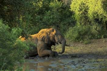 Elephant lying down in mud, Makalali Game Reserve, South Africa