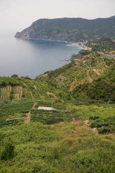 High angle view of cultivated fields on a hill, Mar Ligure, Cinque Terre, Italian Riviera, Cinque Terre National Park, Vernazza, La Spezia, Liguria, Italy