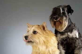Close-up of a Schnauzer and a Yorkshire Terrier