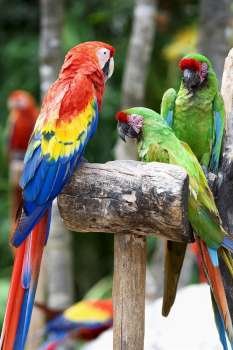 Close-up of three parrots, Cancun, Mexico