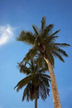 Low angle view of palm trees, South West Bay, Providencia, Providencia y Santa Catalina, San Andres y Providencia Department, Colombia