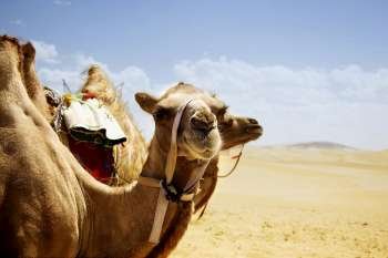 Bactrian camels (Camelus bactrianus) in a desert, Kubuqi Desert, Inner Mongolia, China