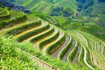 High angle view of terraced field, Jinkeng Terraced Field, Guangxi Province, China