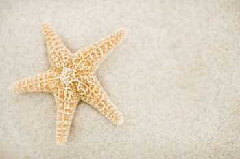 Close-up of a starfish