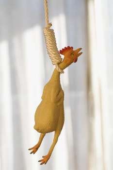 Close-up of a chicken hanging from a noose
