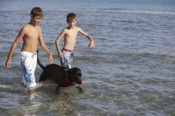 Teenage boy and a boy with a dog walking in the sea