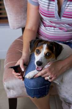 Mid section view of a woman sitting with a Jack Russell Terrier on a chair