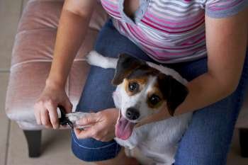 Mid section view of a woman cutting a Jack Russell Terrier´s nails with nail clippers