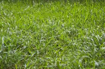 Grass in a backyard
