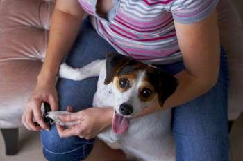 Mid section view of a woman cutting a Jack Russell Terrier´s nails with nail clippers