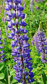 Close-up of wild blooming Lupin flowers.