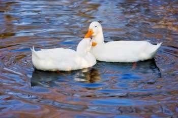 Couple of duck swimming in water