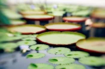 Lily pads in pond, elevated view