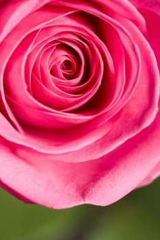 Pink rose, close-up, overhead view