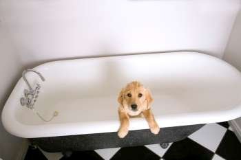Dogs in bathtub