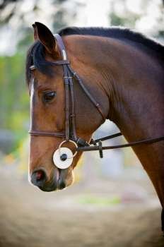 Brown horse with bridle, close-up