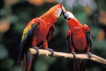 Macaws touching beaks