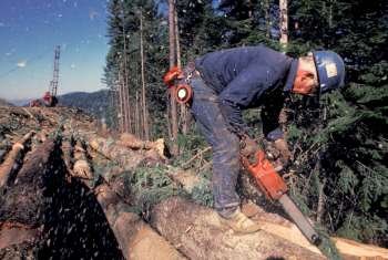 Logger sawing logs, Idaho