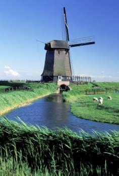 Sheep grazing in field along canal with old-fashioned wooden windmill in background