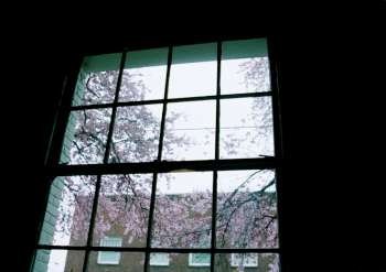 Silhouette of window panes with spring blossoms in background