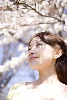Japanese young woman and cherry blossoms