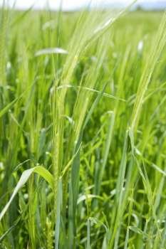 cereal green grain plants growing spikes spring grass