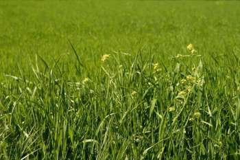 Grasslands meadow green grass with rice fields  background