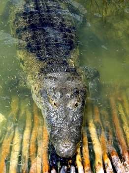 crocodile cayman in a real lake central America