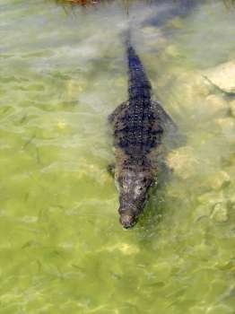 crocodile cayman in a real lake central America