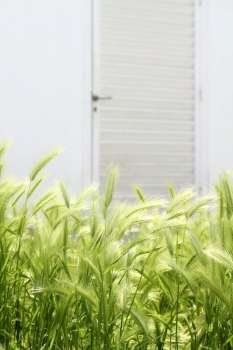 Garden meadow green spikes with house white door in backgrouund  