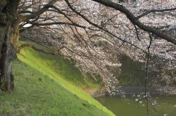 Cherry blossoms