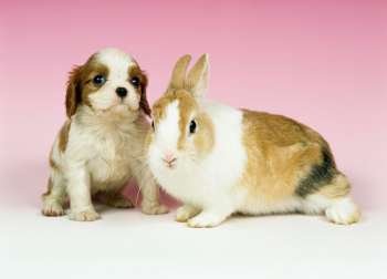 Dog and rabbit