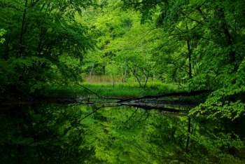 Fresh green that reflects in marsh