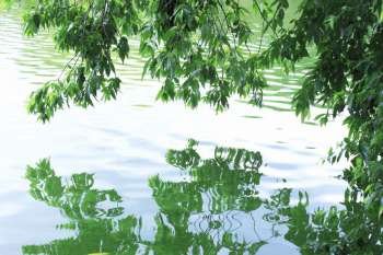 Water surface of Trees