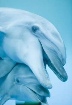 mother and baby dolphins