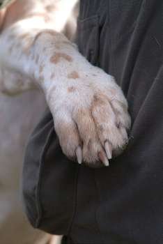 Close up of dogs paw.