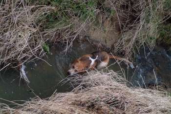 Hunting dog in a stream.