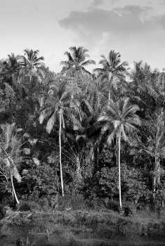 Tropical vegetation in Bali