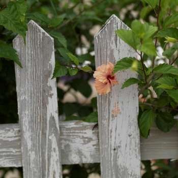 Placencia, Flowers on Fence