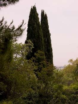 Corfu landscape