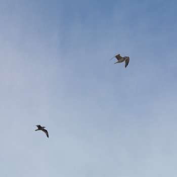 Seagulls, The Hamptons, New York