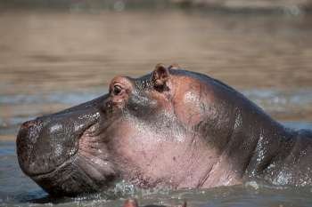 Hippopotamaus wildlife in Kenya