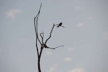 Bird in a tree in Kenya