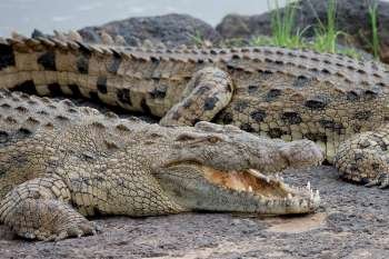Crocodile wildlife in Kenya