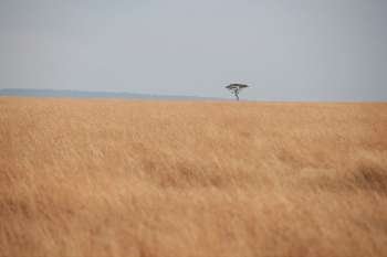 Kenya grassland