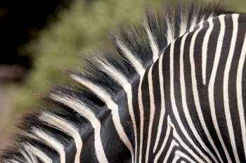 Close-up of zebra´s stripes