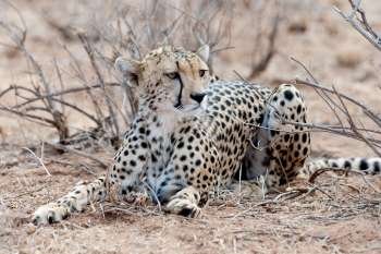 Cheetah wildlife in Kenya